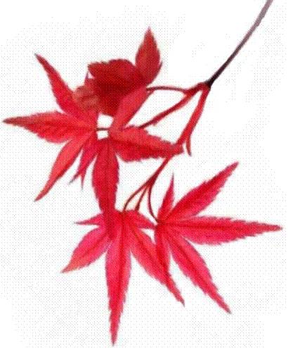 Le Général de pierre - Livre IV - La Montagne