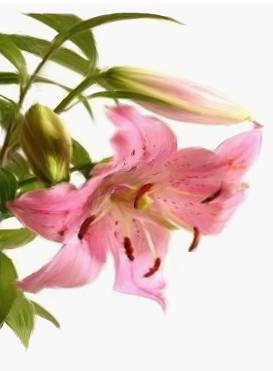 Le Général de pierre - Livre I - Le Jardin