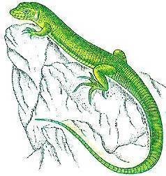Conte du lézard vert